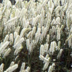 Bugbane 'White Pearl'